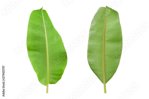 Fresh banana leaf isolated on white background. Back and front view with clipping path