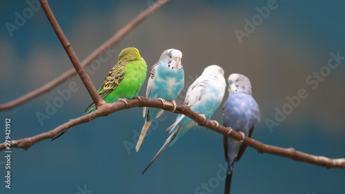 Four love birds on tree branch photo