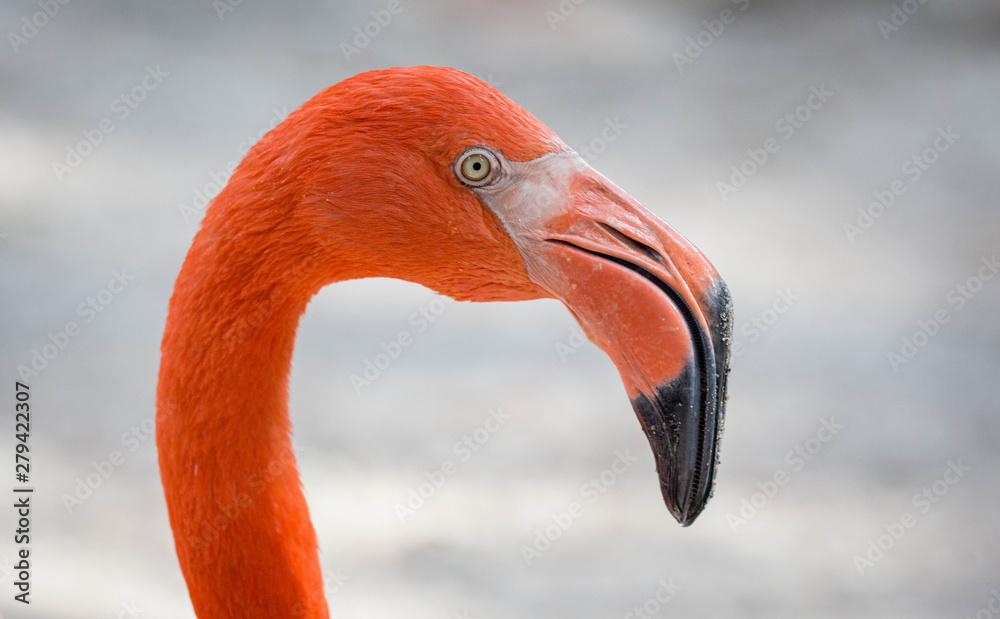 Fototapeta premium pink flamingo