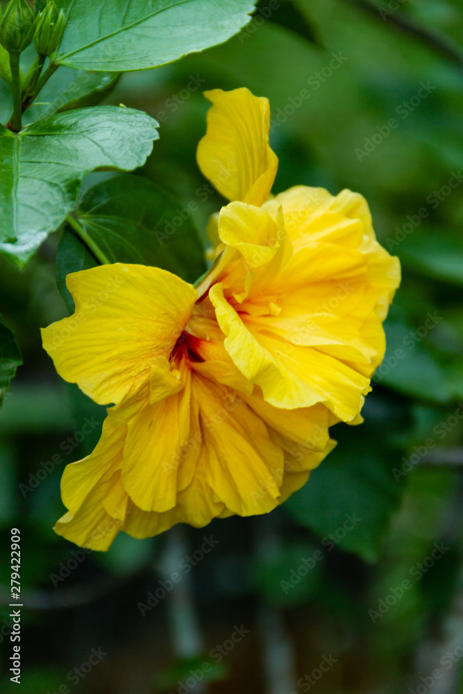 Flor