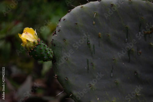 cactus photo