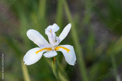 flor blanca