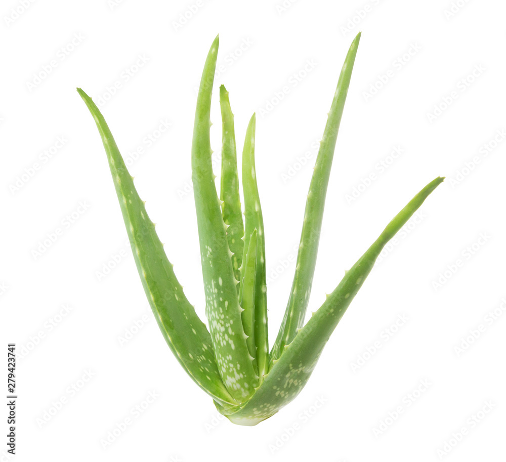 Isolated aloe vera on white background with clipping path Isolated aloe vera on white background with clipping path