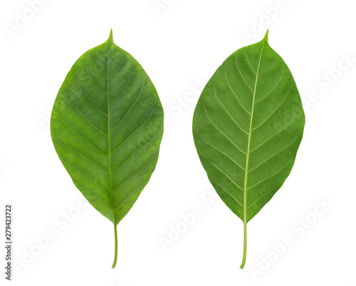 Isolated green leaf with the front and the back on white background
