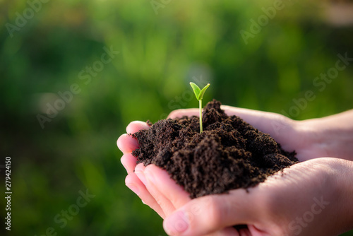Plant growing on soil with hand holding over green background