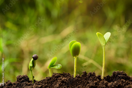 Seedling or Plant sprout growing step over green background.Growth concept.