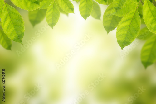 nature view of green leaf on green bokeh background in park with copy space using for background