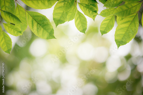 nature view of green leaf on green bokeh background in park with copy space using for background