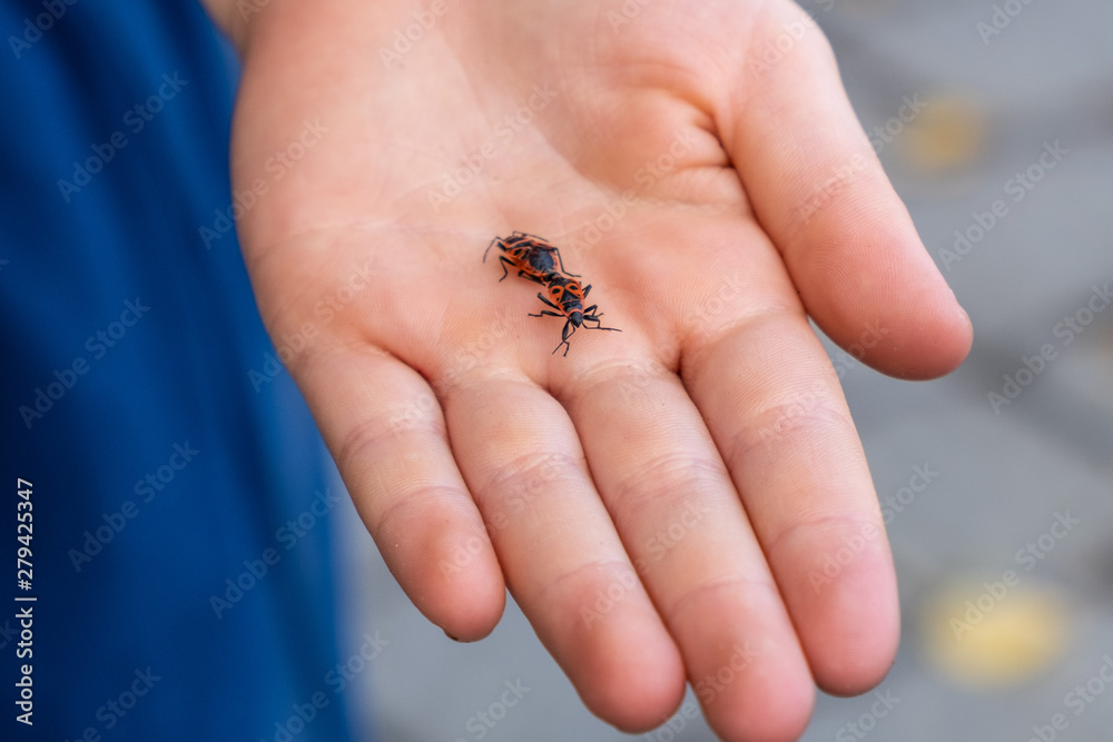 Two European Firebugs (Pyrrhocoris Apterus) in the process of mating on human palm