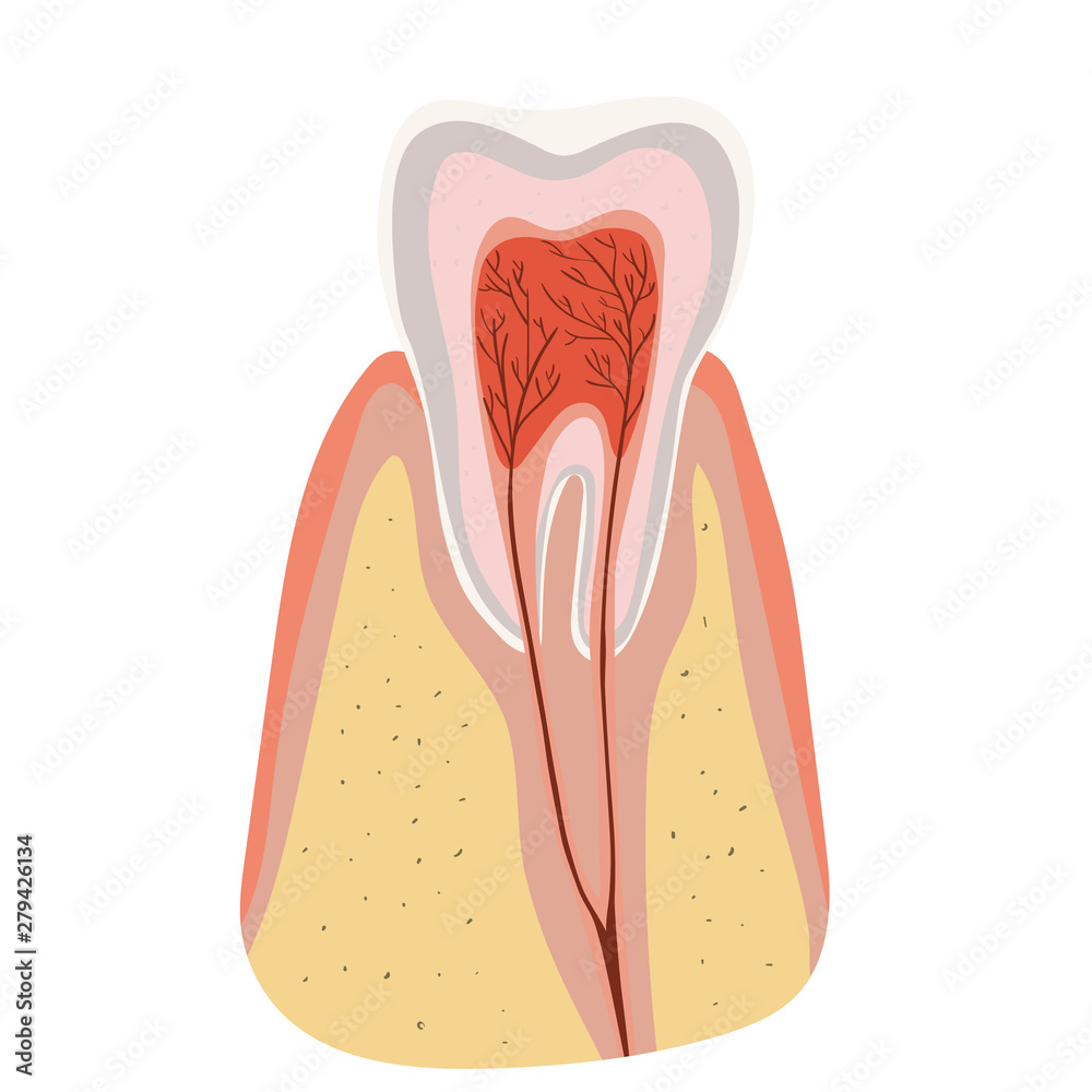 Tooth structure Diagram of the incision of the tooth. Vector template isolated on white background. Tooth structure Diagram of the incision of the tooth. Vector template isolated on white background.