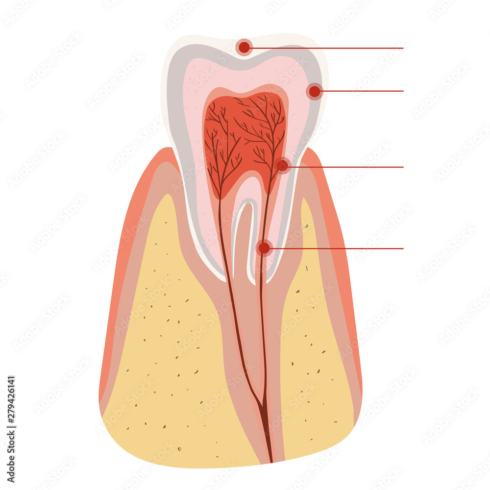 Tooth structure Diagram of the incision of the tooth. Vector template isolated on white background. Tooth structure Diagram of the incision of the tooth. Vector template isolated on white background.