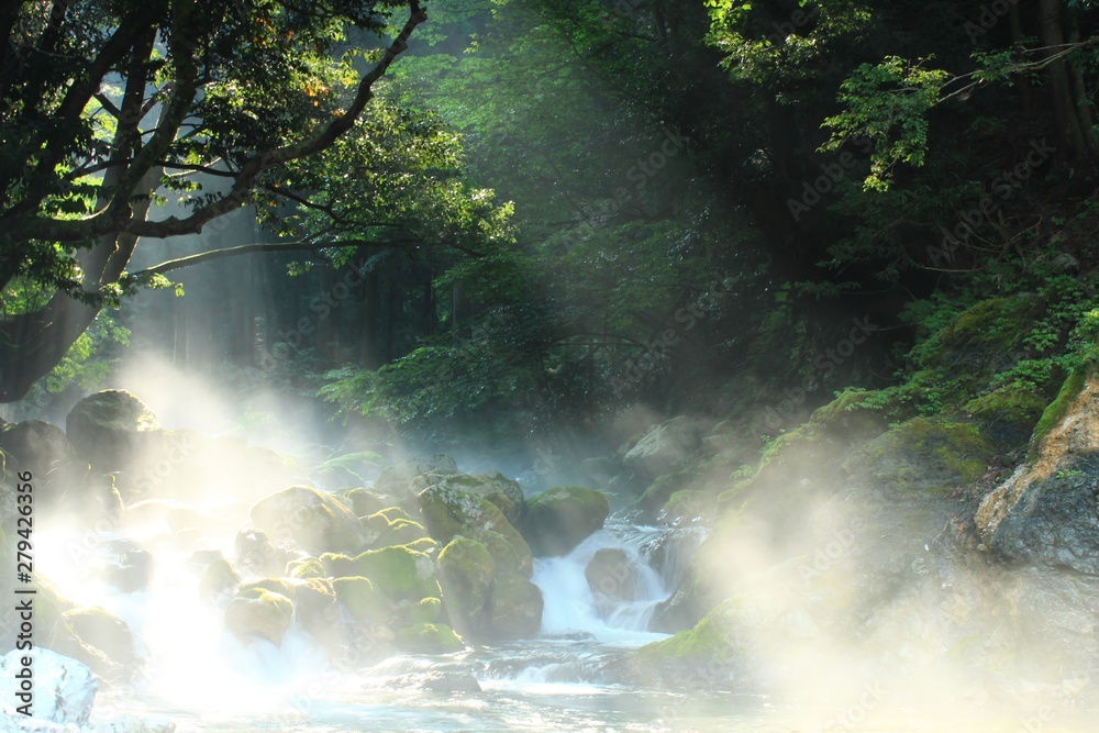 Fototapeta 光降り注ぐ森林と川の大自然の風景