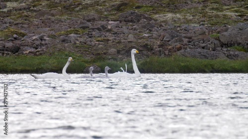 Bewik’s swan and cygnets, Western Fjords, Iceland photo