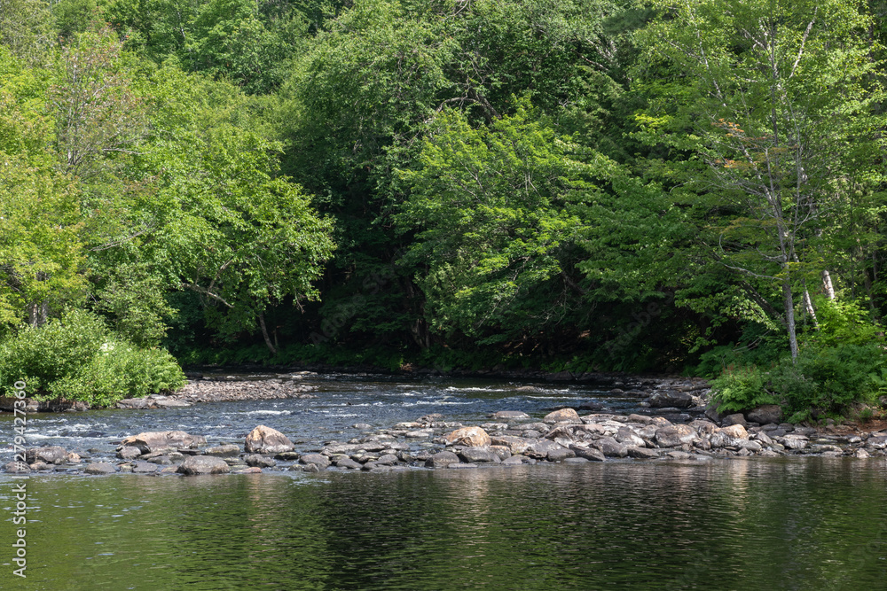 Green leaves form a vivid canopy over a rocky river Green leaves form a vivid canopy over a rocky river
