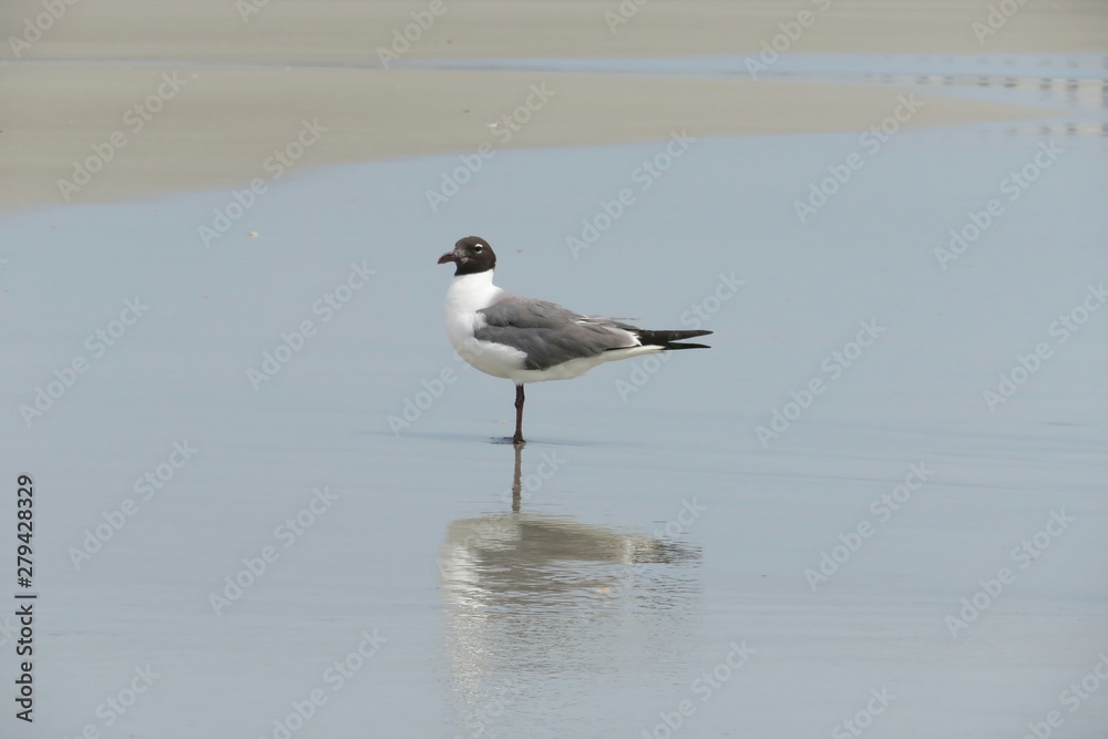 Seagull on the beach in Atlantic coast of North Florida Seagull on the beach in Atlantic coast of North Florida