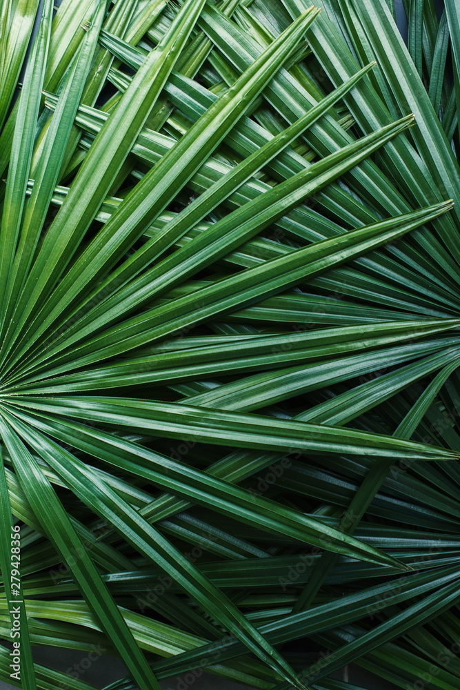 natural pattern from tropical plant palm leaves