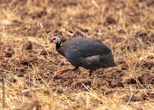 The helmeted guineafowl (Numida meleagris) is native African bird, often domesticated in Europe and America