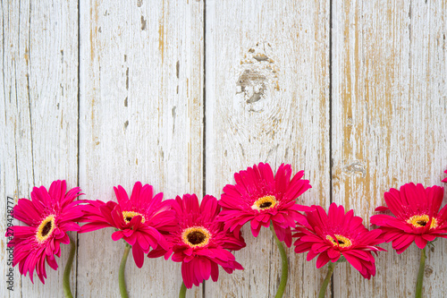 Bright red berbera on wooden background photo