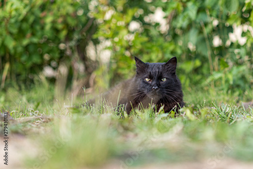 Black stray cat lying on the grass.