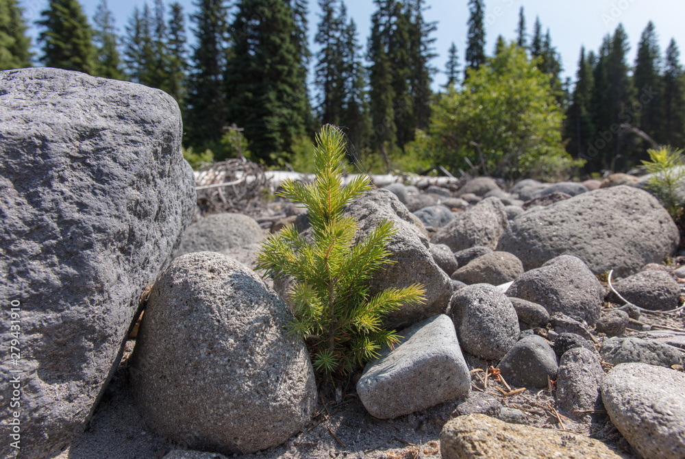 Single cedar sapling in desert Single cedar sapling in desert