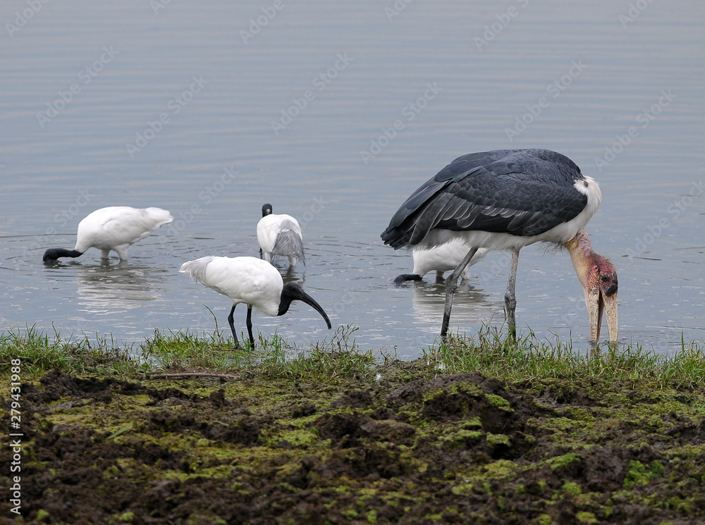Fototapeta premium Greater Adjutant Stork - Leptoptilop Dubius