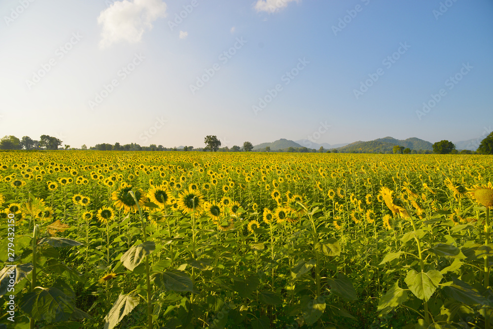Good morning farm sunflower, in Thailand