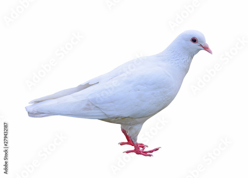 white dove, Pigeon isolated on a white background