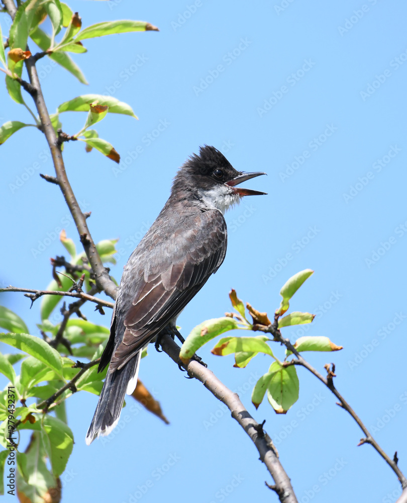 eastern kingbird standing on tree branch eastern kingbird standing on tree branch