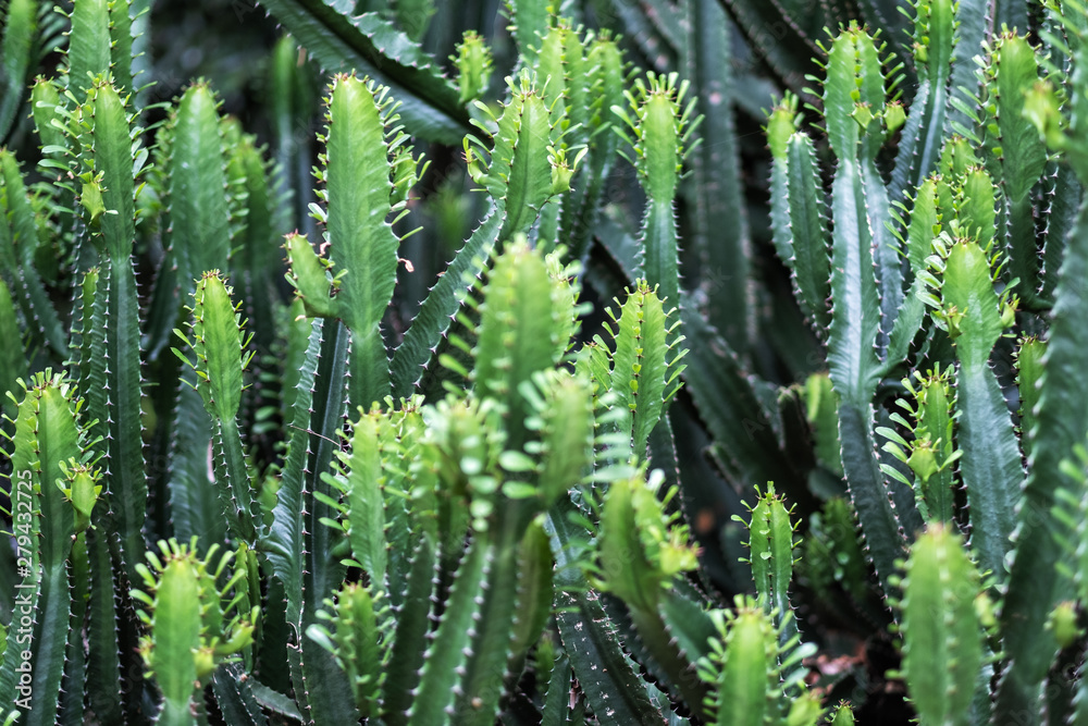 Closeup image of euphorbia ingens cactus trees Closeup image of euphorbia ingens cactus trees