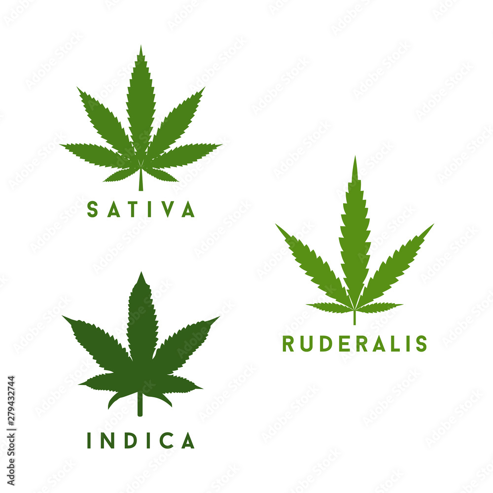 Cannabis sativa, indica and ruderalis leaves icon vector logo