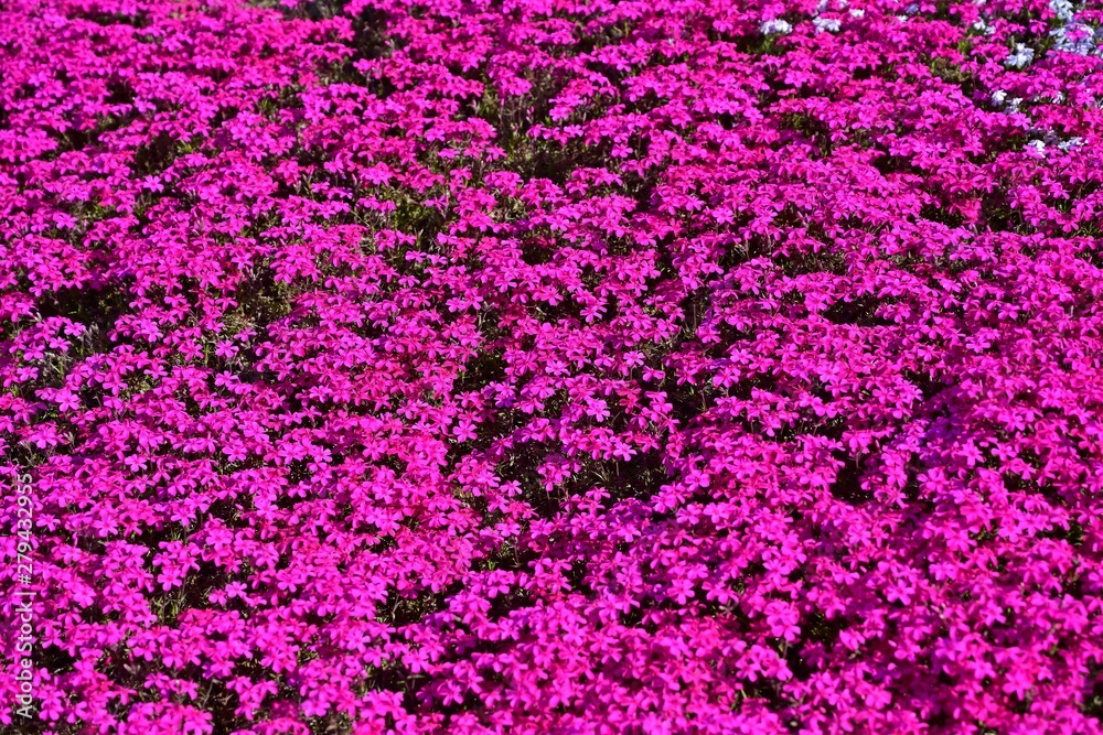 Fototapeta premium 満開のピンクの芝桜