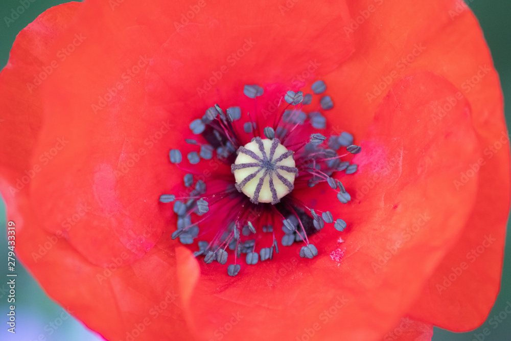 Sich zur vollen Pracht öffnende Mohnblüte lädt Fluginsekten wie Bienen und Hummeln zum Pollensammeln und zur Honigproduktion ein und erfreut Imker und Gartenfreunde Sich zur vollen Pracht öffnende Mohnblüte lädt Fluginsekten wie Bienen und Hummeln zum Pollensammeln und zur Honigproduktion ein und erfreut Imker und Gartenfreunde
