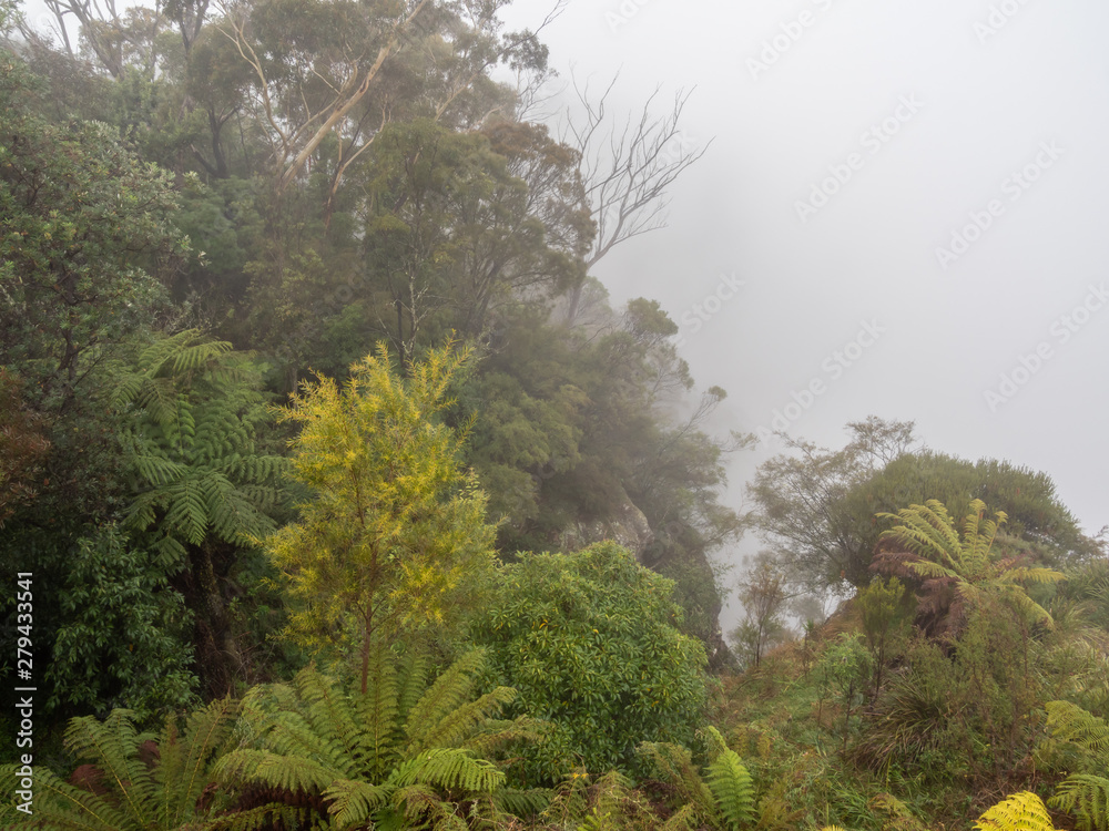 Misty Forest Scene