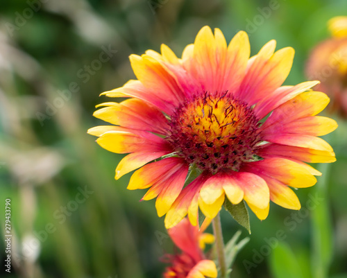 A beautiful yellow flower close up grass in the background