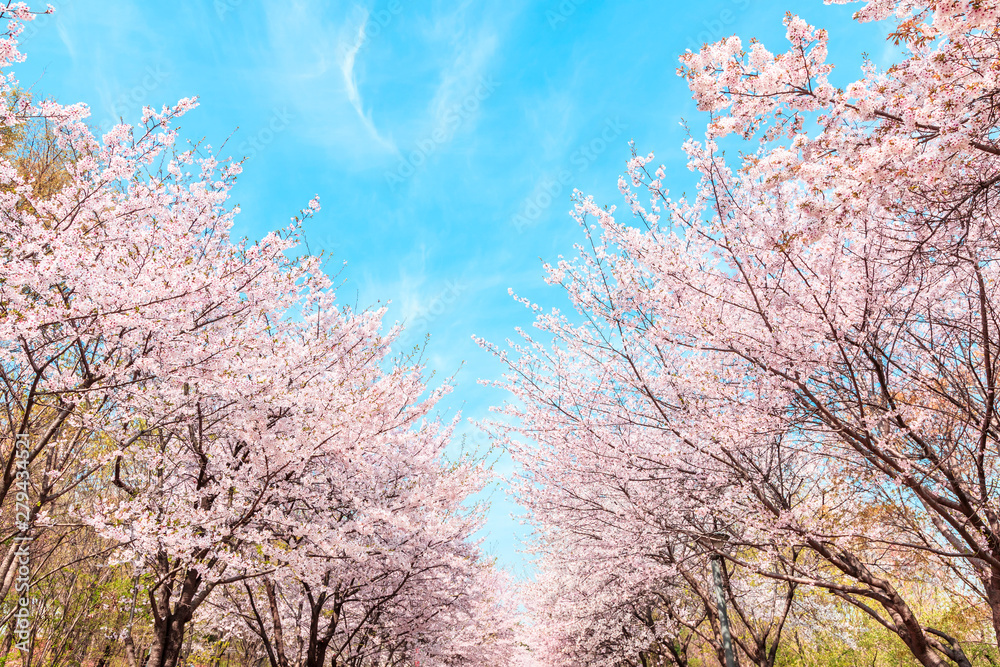 Beautiful cherry blossom in springtime over blue sky. Beautiful cherry blossom in springtime over blue sky.