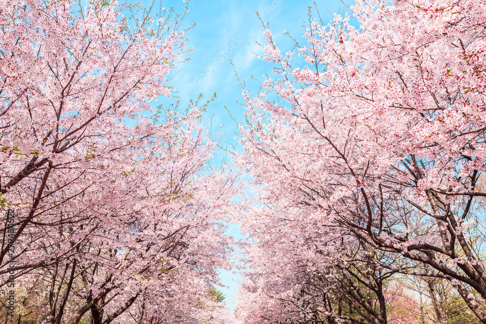 Beautiful cherry blossom in springtime over blue sky.