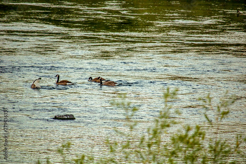 Duck Race