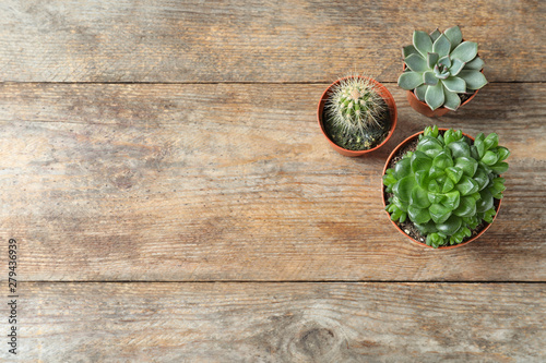 Flat lay composition with different succulent plants in pots on wooden table, space for text. Home decor