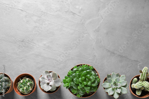 Flat lay composition with different succulent plants in pots on grey table, space for text. Home decor
