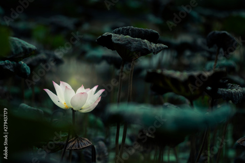 Beautiful  Thai Lotus that have been appreciated with dark blue water surface