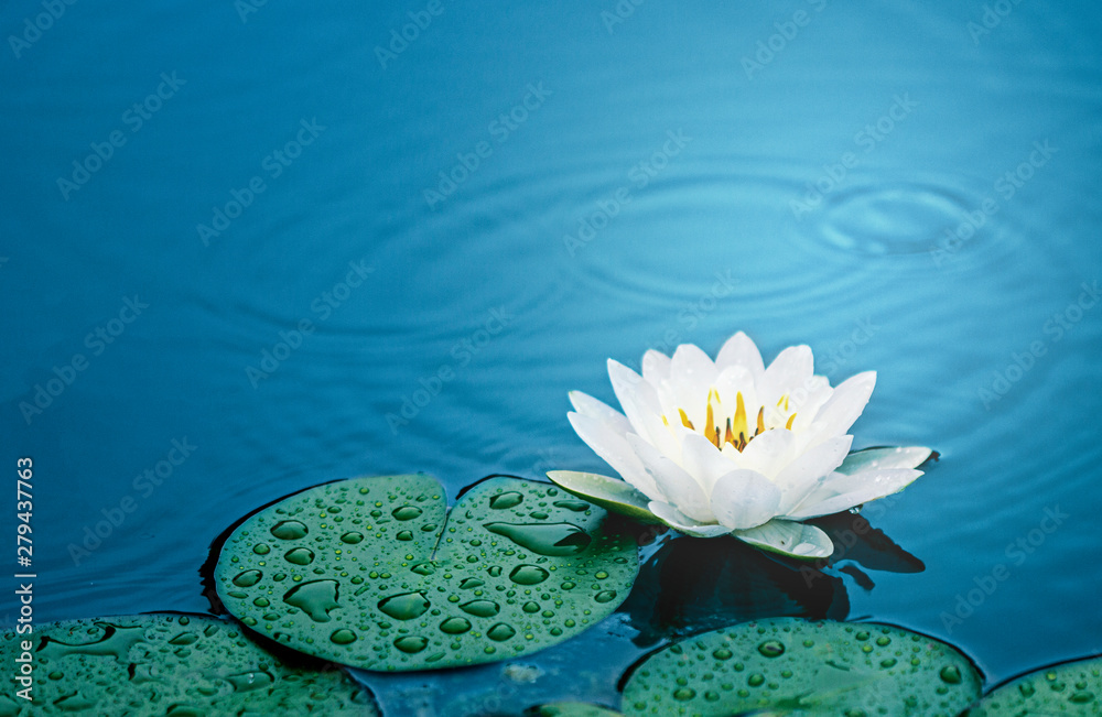 Beautiful  Thai Lotus that have been appreciated with dark blue water surface