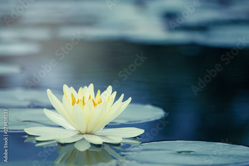 Beautiful  Thai Lotus that have been appreciated with dark blue water surface
