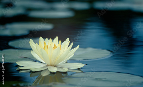 Beautiful  Thai Lotus that have been appreciated with dark blue water surface