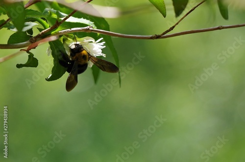 花に集っている熊蜂