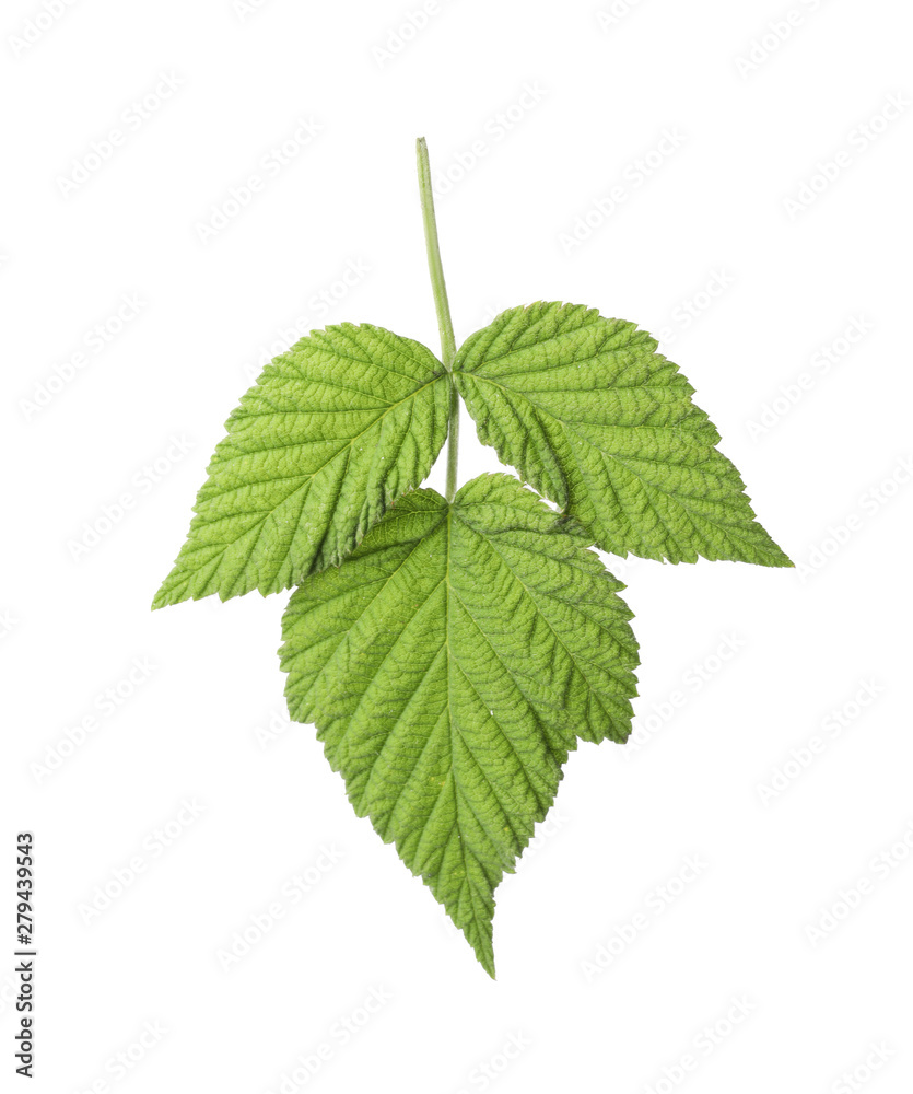 Fresh green raspberry leaves on white background Fresh green raspberry leaves on white background
