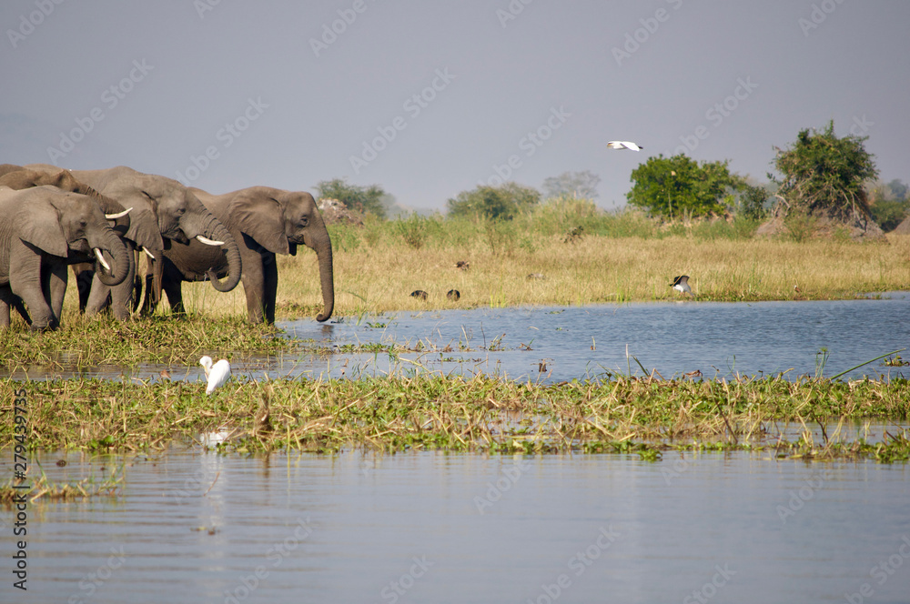 Herd of elephants standing at edge of river Herd of elephants standing at edge of river