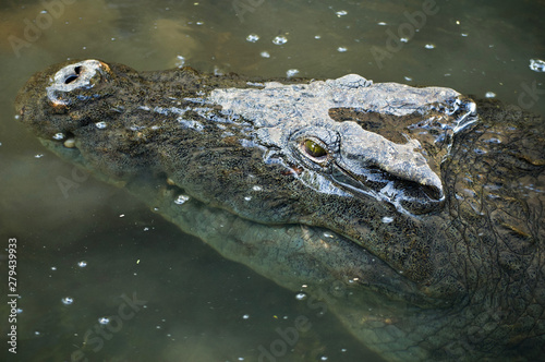 crocodile watching from water