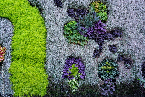 Photography Colorful vertical living wall with live plants