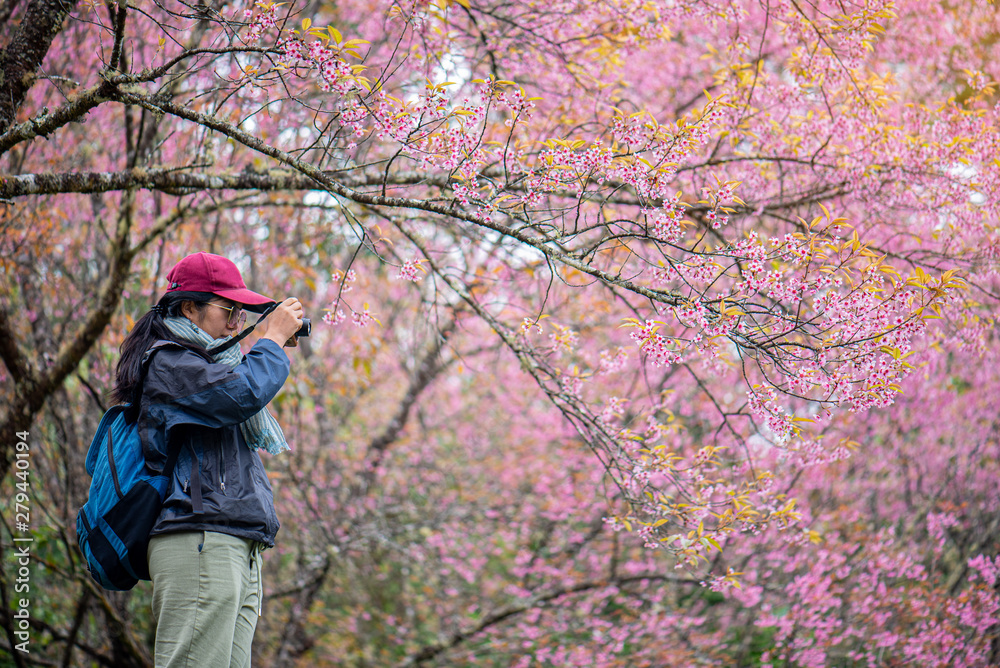 After finish hiking, the female backpack taking photo of beautiful Sakura blooming at the north of Thailand in winter season. A lot of pink flower around her. Hiking Concept.