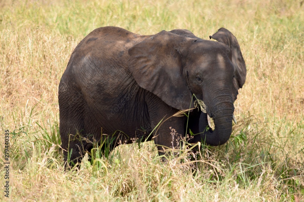 African Elephant grazing 2